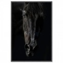 Black Beauty Art Print