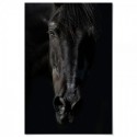 Black Beauty Art Print