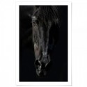 Black Beauty Art Print