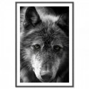 Black Wolf Art Print