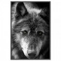 Black Wolf Art Print