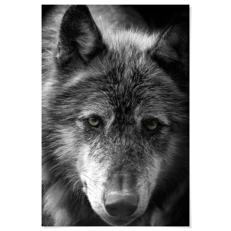 Black Wolf Art Print