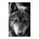 Black Wolf Art Print