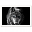 Black Wolf Blue Eyes Art Print