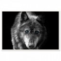 Black Wolf Blue Eyes Art Print