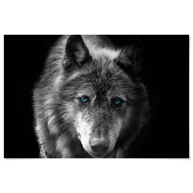 Black Wolf Blue Eyes Art Print