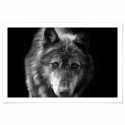 Black Wolf Blue Eyes Art Print