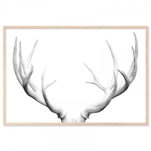 Deer Antlers Art Print