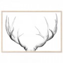 Deer Antlers Art Print