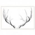 Deer Antlers Art Print