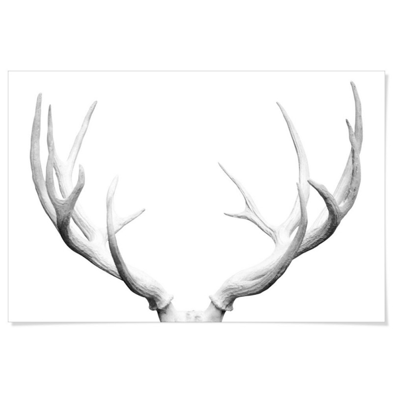 Deer Antlers Art Print