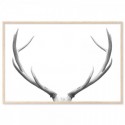 Deer Antlers Elegant Art Print