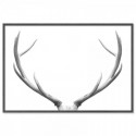 Deer Antlers Elegant Art Print