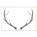Deer Antlers Elegant Art Print