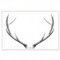 Deer Antlers Elegant Art Print