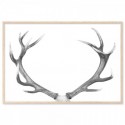 Deer Antlers Majestic Art Print