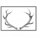 Deer Antlers Majestic Art Print