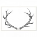 Deer Antlers Majestic Art Print