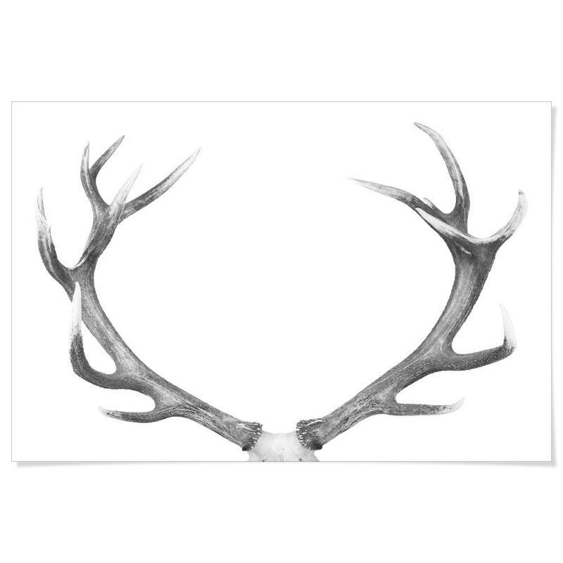 Deer Antlers Majestic Art Print