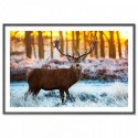 Deer At Sunset Art Print