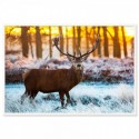 Deer At Sunset Art Print