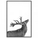 Deer Salute Art Print