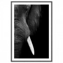 Elephant Tusk Art Print