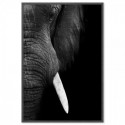 Elephant Tusk Art Print
