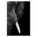 Elephant Tusk Art Print