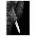 Elephant Tusk Art Print