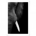 Elephant Tusk Art Print