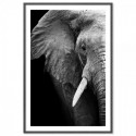 Elephant Wisdom Art Print