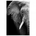 Elephant Wisdom Art Print