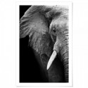 Elephant Wisdom Art Print