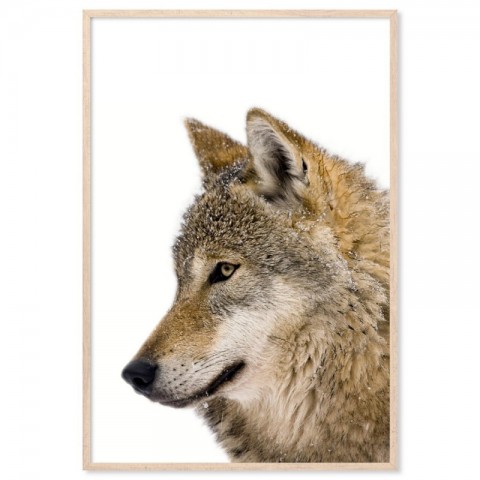 European Grey Wolf Art Print