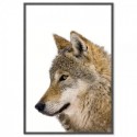 European Grey Wolf Art Print