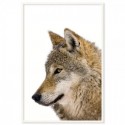 European Grey Wolf Art Print