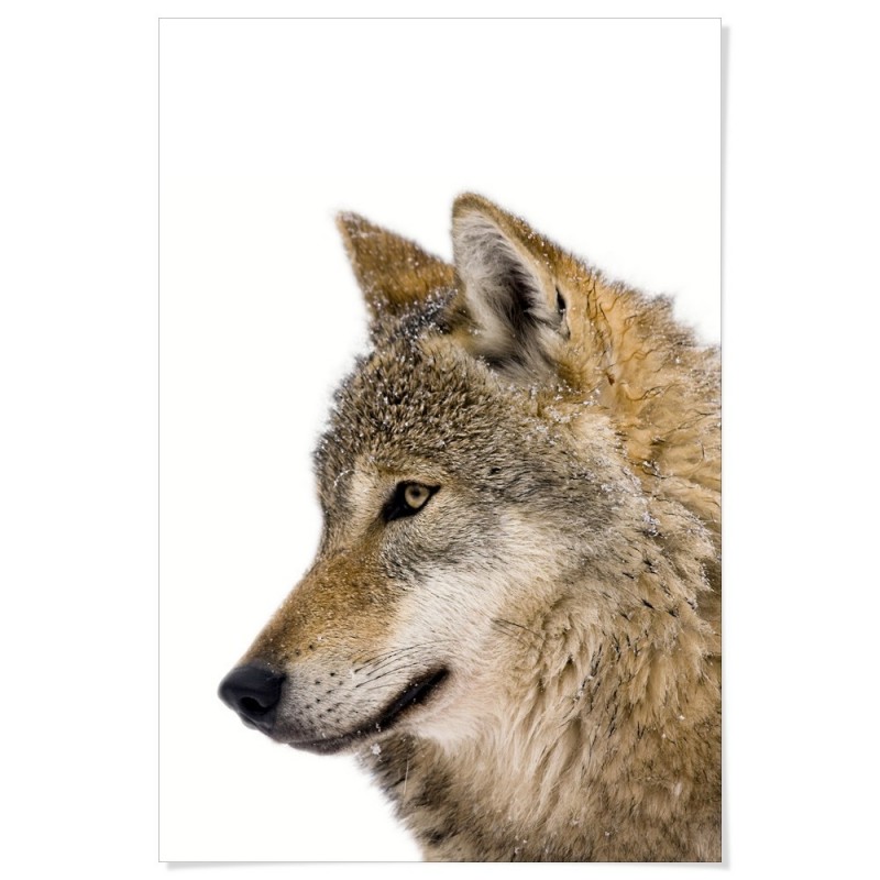 European Grey Wolf Art Print