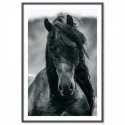 Friesian Horse Art Print