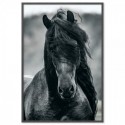 Friesian Horse Art Print