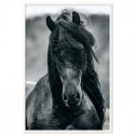 Friesian Horse Art Print