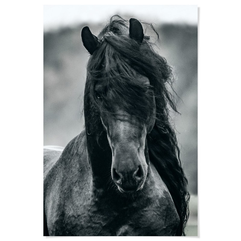 Friesian Horse Art Print