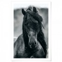 Friesian Horse Art Print