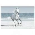 Galloping Horse On Beach Art Print