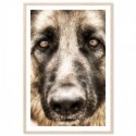 German Shepherd Love Art Print