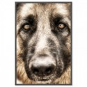 German Shepherd Love Art Print