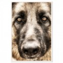 German Shepherd Love Art Print