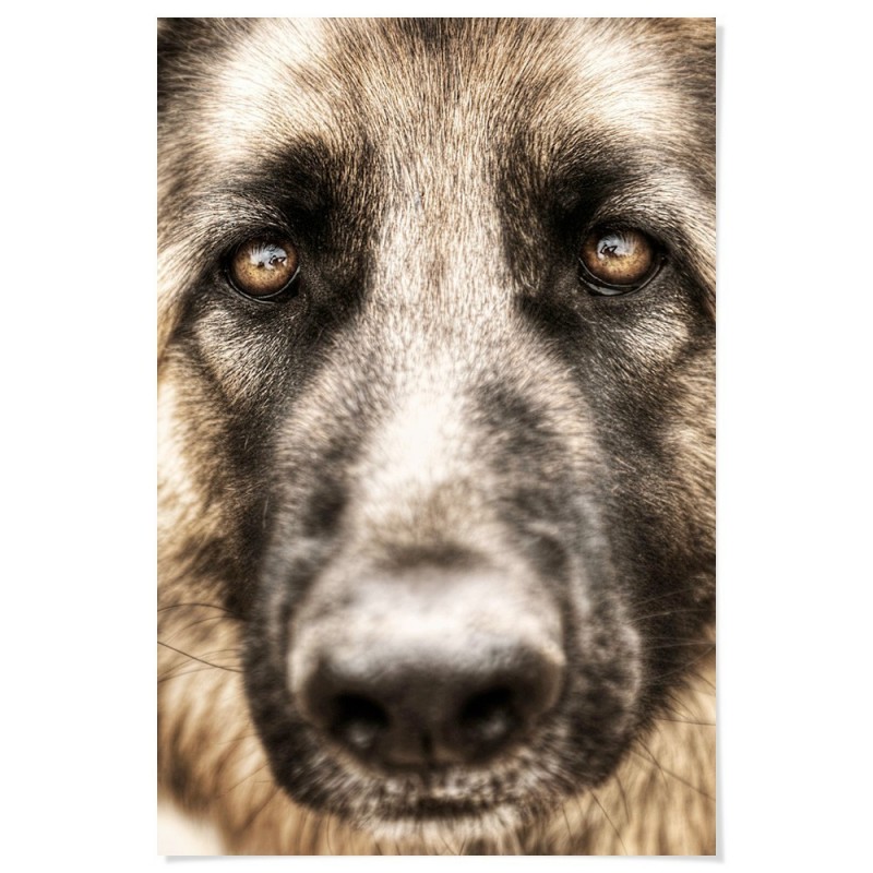 German Shepherd Love Art Print