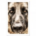 German Shepherd Love Art Print