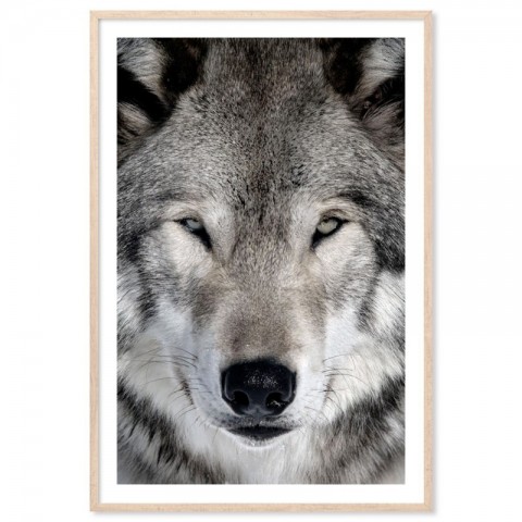 Grey Wolf Art Print